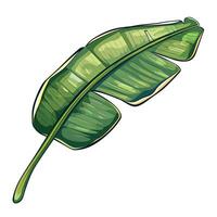 Bright green banana leaf showcasing detailed textures and vibrant coloration in a natural setting vector