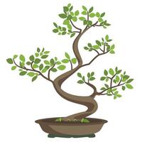 Bonsai tree in an elegant pot showcasing intricate branch structures and lush green leaves vector