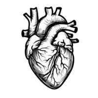 Detailed illustration of a human heart showcasing anatomy and structure in monochrome style vector