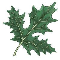 Green oak leaf with distinct lobes and vein patterns from a North American tree vector