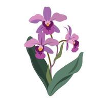 Beautiful purple orchids on a green stem with vibrant leaves in soft colors vector