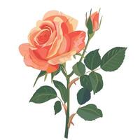 Beautiful rose with blooming flowers and buds in soft peach and orange shades vector