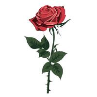 Bright red rose with vibrant petals and lush green leaves on a white background vector