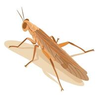 Grasshopper resting on a light surface showcasing intricate details of its anatomy and movement vector