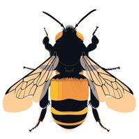 Detailed depiction of a bumblebee against a white background showcasing its features vector