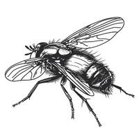 Detailed illustration of a bee with intricate wing and body structure captures its essence vector