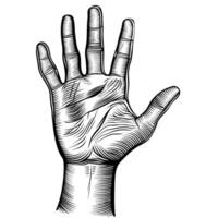 Detailed illustration of a human hand with visible lines and features vector