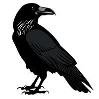 Black raven stands proudly atop a branch in a dense forest during twilight hours vector