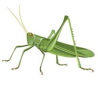 Grasshopper resting on a leaf in a lush green environment during daylight hours vector