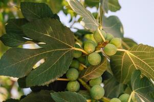 Figs on the branch of a fig tree photo