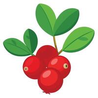 Cranberry fruit with leaves and berries on a white background vector