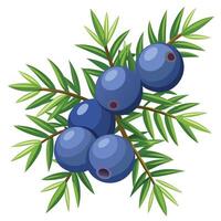 Blueberry branch with leaves illustration vector