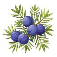 Blueberry branch with leaves and berries illustration vector