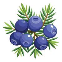 Blueberry branch with leaves and berries vector