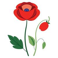 Red poppy flower with leaves and stem illustration vector
