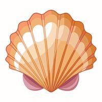 A shell is shown on a white background vector