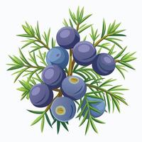 A branch of blueberry with leaves and berries vector