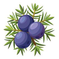 A branch of juniper berries with leaves and berries vector