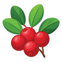 Red berries on a branch with leaves vector