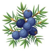 A branch of juniper berries on a white background vector