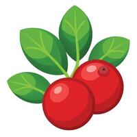 Red berries with leaves on a white background vector