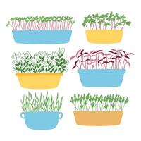 Hand drawn microgreens in pots. illustration in flat style isolated on white background. Micro green. Beets, lettuce, cabbage, sorrel, onion, radish, arugula, peas. Growing superfood at home. vector