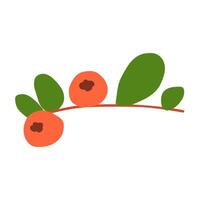 Cranberry. Hand drawn illustration on white background. vector