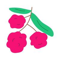 Lychee branch. illustration on white background. vector