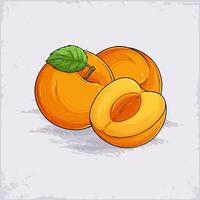 Hand drawn set of full and half sliced juicy organic orange apricot with green leaf on top isolated vector