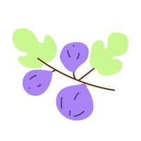 Fig on the branch. Illustration on white background. vector