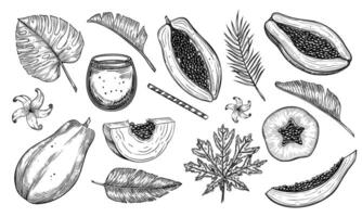illustration of papaya fruit in a hand-drawn style. Monochrome sketch with juicy slices and palm leaves. Outline monochrome drawing of exotic food and flowers. Set of engravings. vector