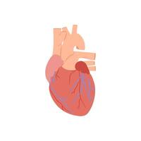 Heart, Human Body Part Illustration vector