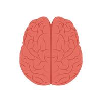 Brain Upper View, Human Body Part Illustration vector