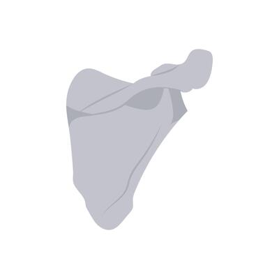 Scapula, Human Body Part Illustration