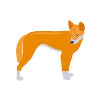 Dingo Dog, Australia Symbols vector