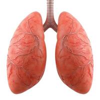 Human Lungs 3d with deep details. AI photo