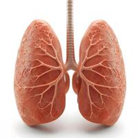 Human Lungs 3d with deep details. AI photo