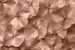 hydrangea flower background texture. fresh and perfect flowers and petals color of 2025 year photo