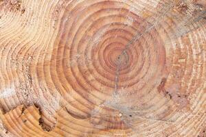background of a Pine log showing concentric growth rings after being cut photo