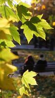 A close up of a leafy tree with a dog in the background photo