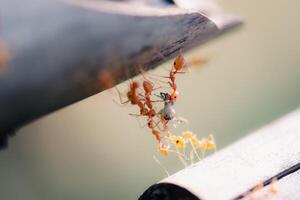 Closeup The Red ants use their bodies to form a raft to climb to another log. photo