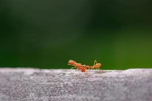 Closeup of three red ants clinging to each other on the edge of a log in a green background. photo