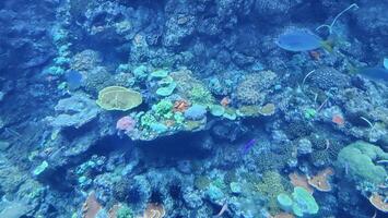Fish swimming in aquarium wildlife park in California Academy of Sciences in San Francisco where you find exotic tropical blue and yellow fish in aquarium with corals in background photo