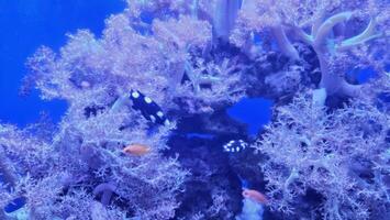 Fish swimming in aquarium wildlife park in California Academy of Sciences in San Francisco where you find exotic tropical blue and yellow fish in aquarium with corals in background photo