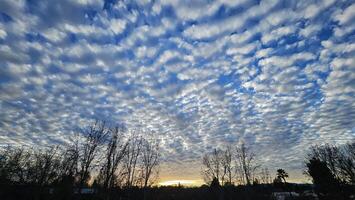 Beautiful cloud patterns formed in a summer afternoon in a blue sky with a silhouette of tree shadows in the background in walnut creek, California photo
