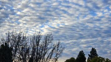 Beautiful cloud patterns formed in a summer afternoon in a blue sky with a silhouette of tree shadows in the background in walnut creek, California photo