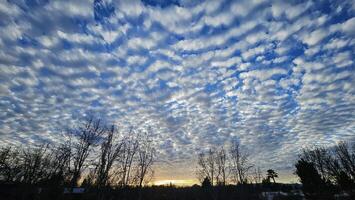 Beautiful cloud patterns formed in a summer afternoon in a blue sky with a silhouette of tree shadows in the background in walnut creek, California photo