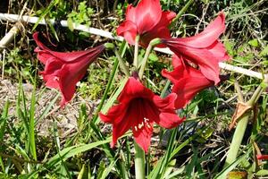 Tropical ornamental flowers of the amaryllis lily or Hippeastrum puniceum type. Red flowers in the yard. Uniqueness of Flora. Vibrant Blooming Flowers. Flower decorations photo