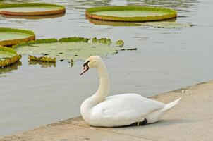 Mute Swan sitting on pond edge photo