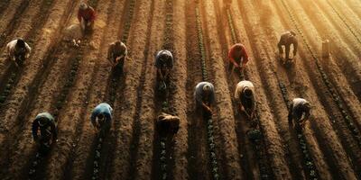 Aerial View of Diverse Farmers Working Together on Sunny Day in Agricultural Field Planting Seedlings with Care photo